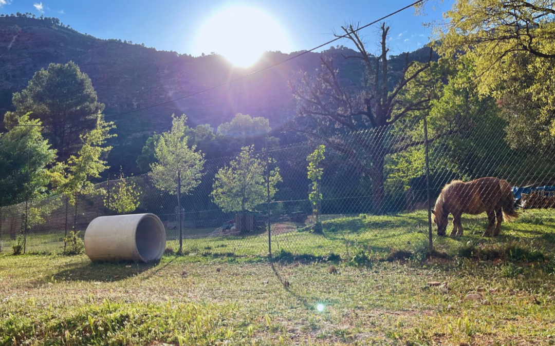 Beneficios del mundo rural